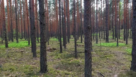 Pine trees in a forest during springtime. Stock Footage 273496218