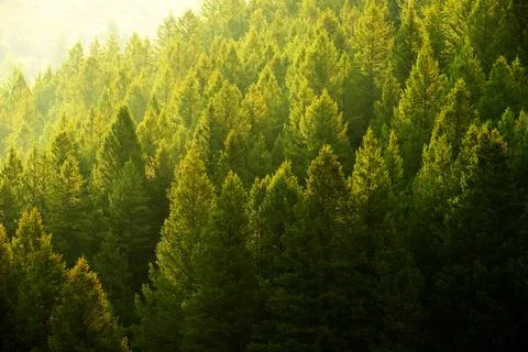 Pine Trees Forest Evening Light Stock Photos