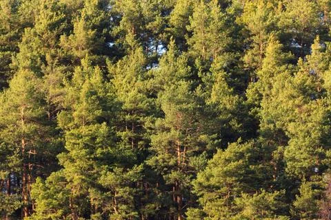 Pine trees forest at evening sunlight Stock Photos