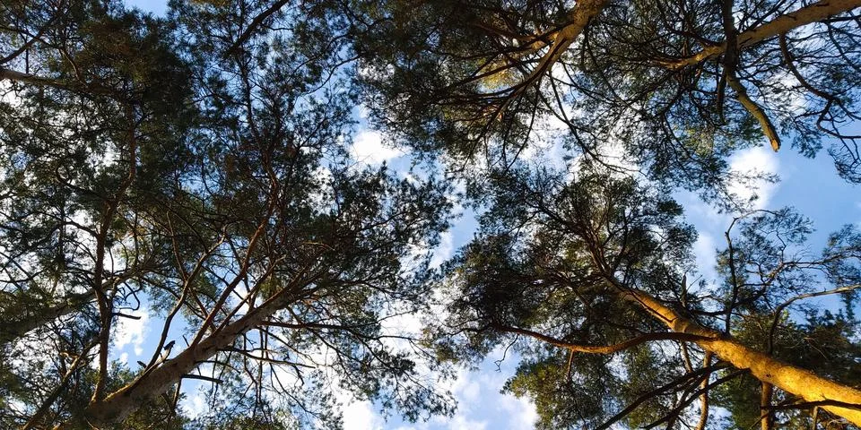 The pine trees in the forest in the evening sunlight Stock-Fotos