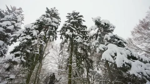 Pine trees in the forest with falling snow Stock Footage 228753825