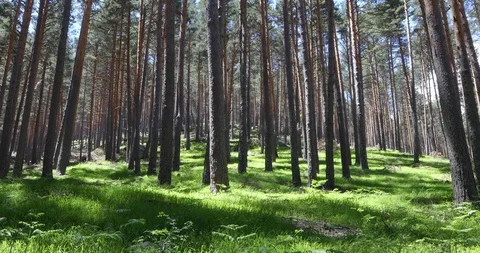 Pine trees forest with fern and green grass Stock Footage 101472325