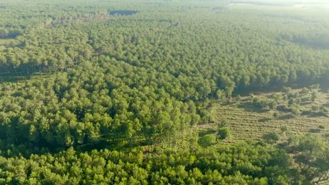 Pine trees forest filmed with a drone on a sunny morning Stock Footage 274271953