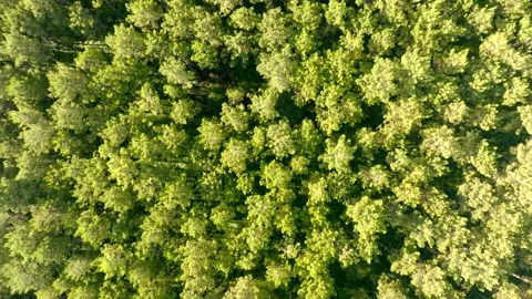 Pine trees forest filmed vertical with a drone Stock Footage 274259828