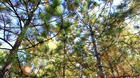 Pine tree's in the forest Stock Footage 12243301