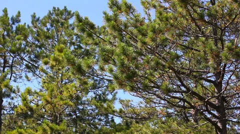 Pine trees in the forest Video stock 29669269