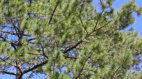 Pine trees in the forest Stock Footage 29669427