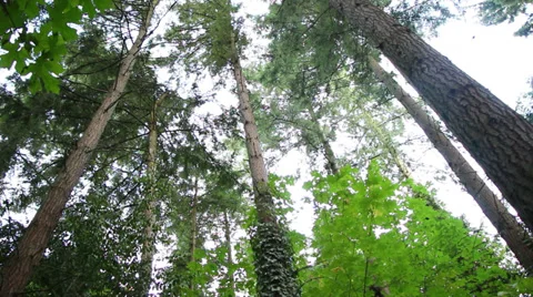 Pine Trees in the Forest Stock Footage 33344807