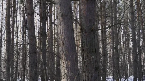 Pine trees in the forest Video stock 75688720