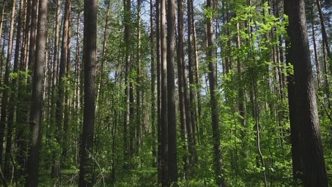 Pine trees in the forest Video stock 76612225