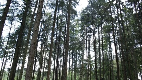 Pine trees in the forest 库存影片 79799258