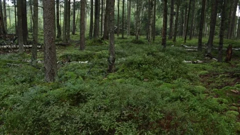 Pine trees in the forest 库存影片 79799422