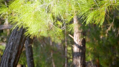 Pine Trees Forest Stock Footage 85839724