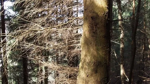 Pine trees in a forest Stock Footage 90528088