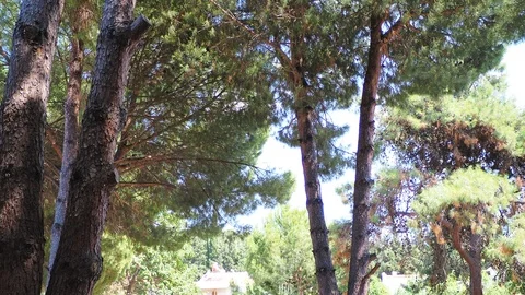 Pine trees in the forest Stock Footage 93581133