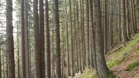 Pine trees in the forest Stock Footage 100913613