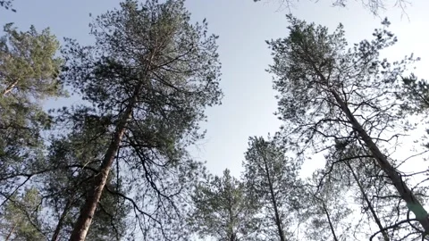 Pine trees in the forest Stock Footage 146636191