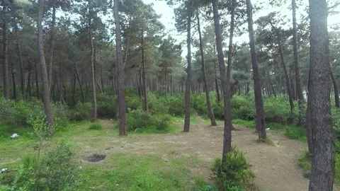 Pine trees in forest Stock-Footage 218406571