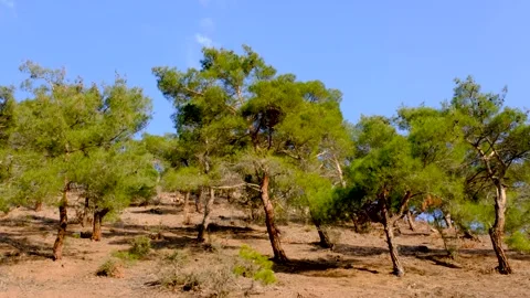 Pine trees in a forest Stock-Footage 231426046