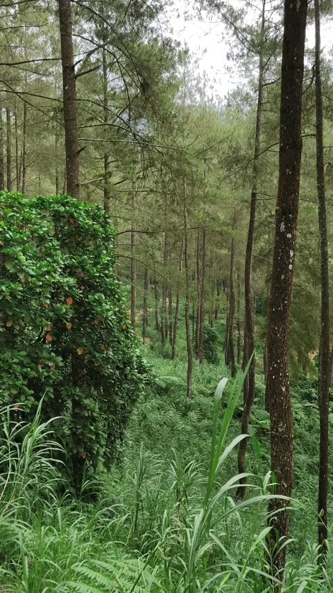 Pine trees in the forest 库存影片 333496837
