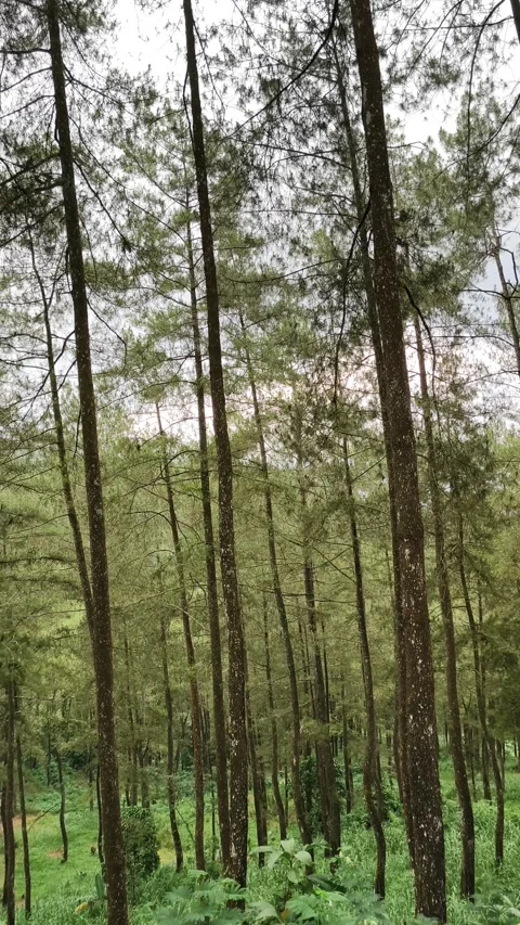 Pine trees in the forest 库存影片 333496910