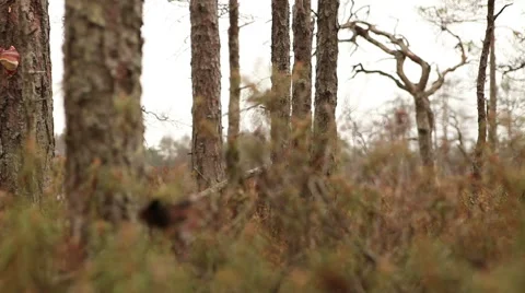 Pine trees forest footage Stock Footage 45287825