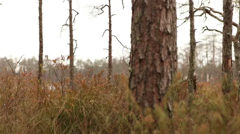 Pine trees forest footage Stock Footage 45287853