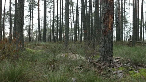 Pine trees forest footage Stock Footage 45288009