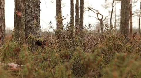 Pine trees forest footage Stock Footage 45288017