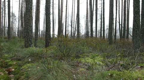 Pine trees forest footage Stock Footage 45288094
