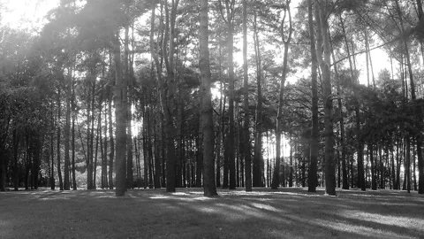 Pine trees in a forest glade black and white timelapse 스톡 동영상 87216964