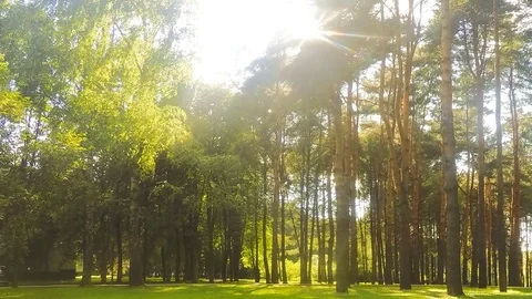 Pine Trees In Forest Glade Timelapse Stock Footage 81606021
