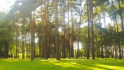 Pine trees in a forest glade timelapse Stockbeeldmateriaal 87216775