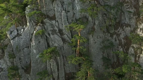 The pine trees forest grow on sharp rocky ridge. Beautiful stone relief lands Stock Footage 165337814