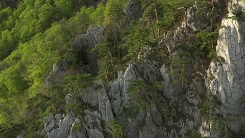 The pine trees forest grow on sharp rocky ridge. Beautiful stone relief lands Stock Footage 165337833
