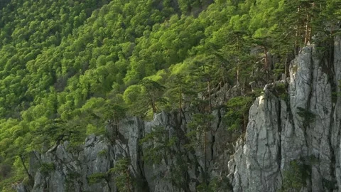 The pine trees forest grow on sharp rocky ridge. Beautiful stone relief lands Stock Footage 165337869