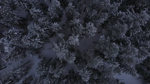Pine trees forest Hemsedal winter Stock Footage 171276743