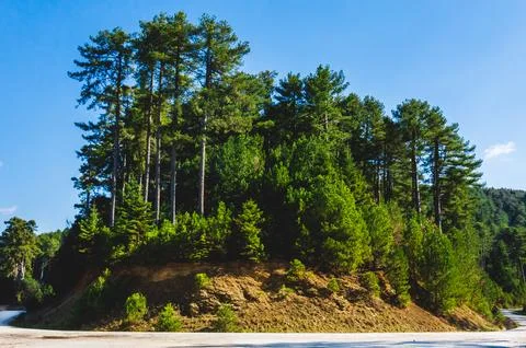 Pine Trees on Forest Hill under Clear Blue Sky in Greece. Stock Photos