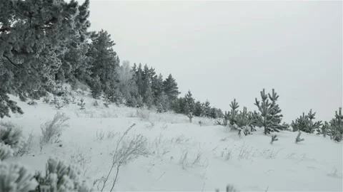 Pine trees  forest hoarfrost winter landscape Stock Footage 117049000