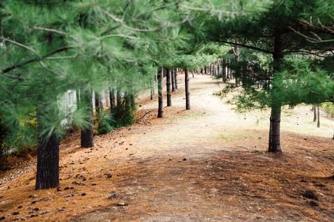 Pine trees forest in Korea Фото