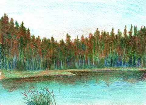Pine trees on a forest lake Stock Illustration