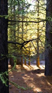 Pine trees in Forest Landscape Foto stock