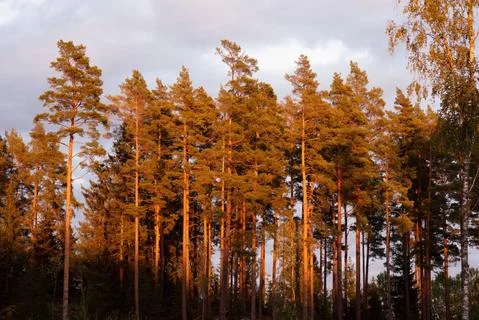 Pine trees in a forest lit up by the sunset in fall Stock Photos