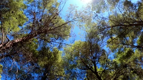 Pine trees forest low angle view spinning. Rotating in circles looking at sky Vídeos de archivo 141216446
