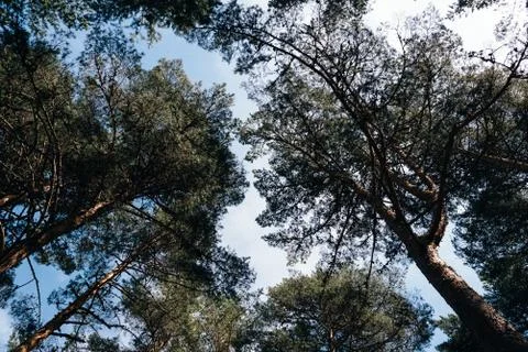 Pine trees in the forest low angle view Stock Photos