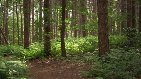 Pine trees in forest with lush green bracken in Summer Stock Footage 158702905