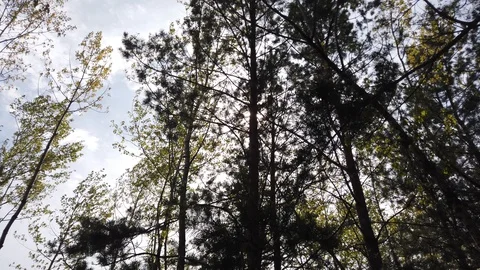 Pine trees in the forest, morning sun Video stock 129750295