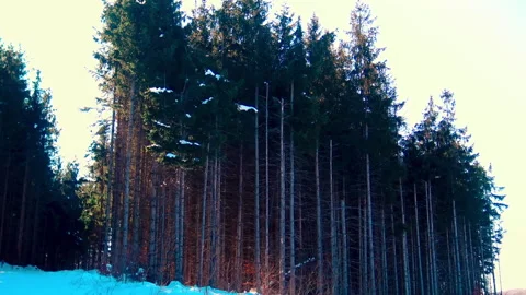 Pine trees forest in the mountains. Video stock 208732400