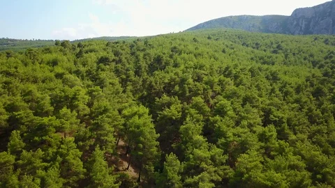 Pine trees forest on national park, central Anatolia, Samsun, Turkey Stock Footage 119891016