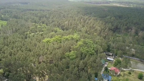 Pine Trees Forest Near the Kyiv Sea. Sukholuchcha, Ukraine Stock Footage 128042645